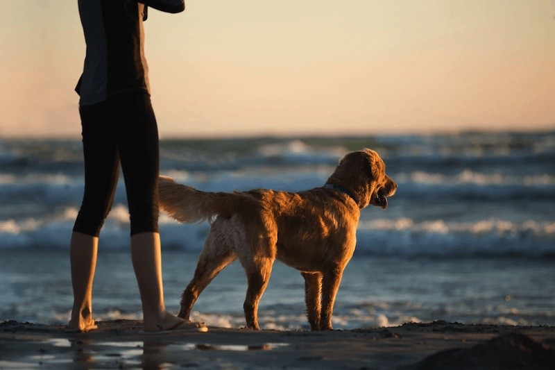 Strand mit Hund
